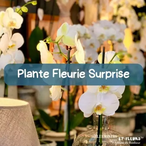 Plante Fleurie Surprise